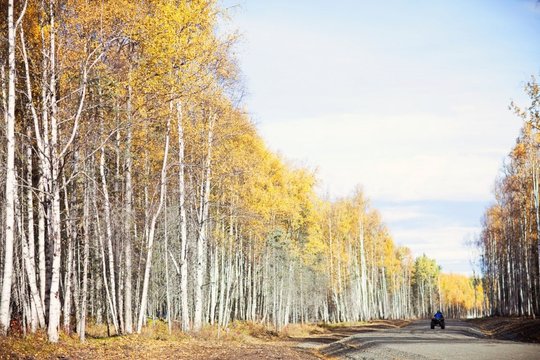 Gravel road through golden birch trees